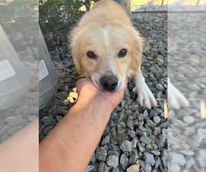 Mutt Dogs for adoption in Thomasville, NC, USA