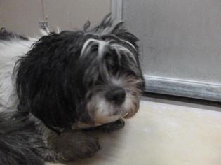 Shih Tzu Dogs for adoption in Henderson, NV, USA