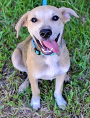 Shepradors Dogs for adoption in Lake Worth, FL, USA
