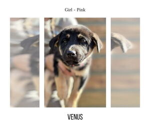German Shepherd Dog-Unknown Mix Dogs for adoption in LOGANVILLE, GA, USA