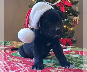 Shepradors Dogs for adoption in Princeton, MN, USA