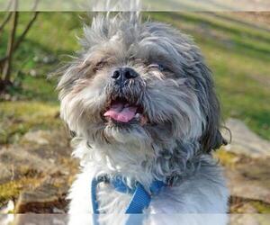 Shih Tzu Dogs for adoption in Pittsburgh, PA, USA