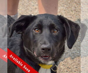 Border Collie-Unknown Mix Dogs for adoption in Huntley, IL, USA