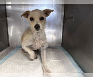 Chihuahua Dogs for adoption in San Bernardino, CA, USA