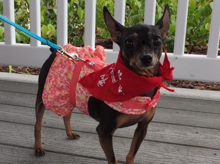 Miniature Pinscher Dogs for adoption in west Palm Beach, FL, USA