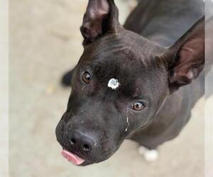 American Pit Bull Terrier-Unknown Mix Dogs for adoption in Tulsa, OK, USA