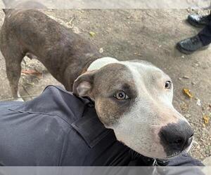 American Pit Bull Terrier Dogs for adoption in Louisville, KY, USA