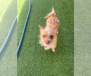 Cairn Terrier-Unknown Mix Dogs for adoption in Tempe , AZ, USA
