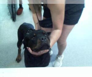 Rottweiler Dogs for adoption in Louisville, KY, USA