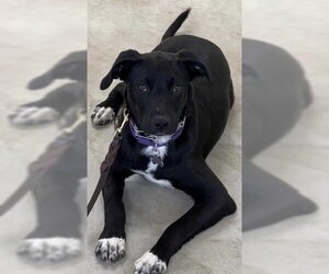 Labrador Retriever-Unknown Mix Dogs for adoption in Stafford, VA, USA