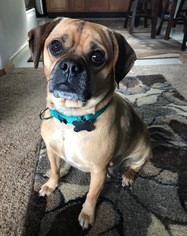 Puggle Dogs for adoption in Livonia, MI, USA