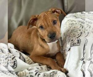 American Staffordshire Terrier-Unknown Mix Dogs for adoption in New Oxford , PA, USA