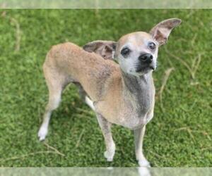 Italian Greyhound Dogs for adoption in Downey, CA, USA