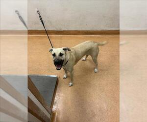 Black Mouth Cur Dogs for adoption in Martinez, CA, USA