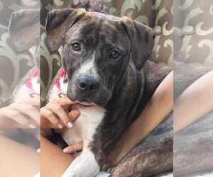 Staffordshire Bull Terrier-Unknown Mix Dogs for adoption in Cary, NC, USA