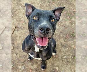 American Pit Bull Terrier Dogs for adoption in Sacramento, CA, USA