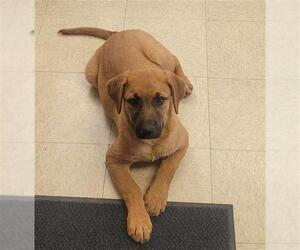 German Shepherd Dog-Unknown Mix Dogs for adoption in Lodi, CA, USA