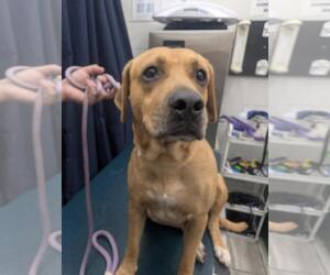 Black and Tan Coonhound Dogs for adoption in Mobile, AL, USA