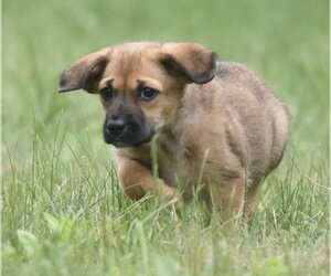 Retriever -Unknown Mix Dogs for adoption in Mechanicsburg, PA, USA