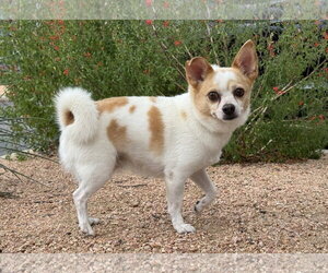 Chihuahua-Unknown Mix Dogs for adoption in PIPE CREEK, TX, USA