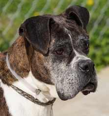 Boxer Dogs for adoption in Toccoa, GA, USA
