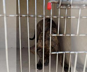 American Pit Bull Terrier-Unknown Mix Dogs for adoption in Oklahoma City, OK, USA