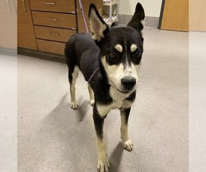 Siberian Husky-Unknown Mix Dogs for adoption in Modesto, CA, USA