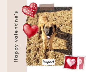 Golden Retriever-Unknown Mix Dogs for adoption in Granbury, TX, USA