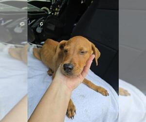 Boxer-Unknown Mix Dogs for adoption in Conroe, TX, USA