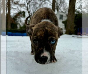 American Pit Bull Terrier-American Staffordshire Terrier Mix Dogs for adoption in Chester, VA, USA