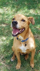 Labrador Retriever-Unknown Mix Dogs for adoption in boulder, CO, USA