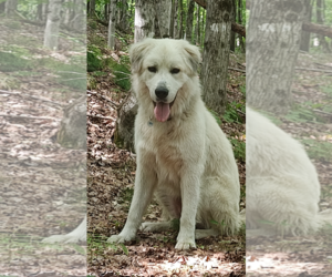Great Pyrenees Dogs for adoption in Croydon, NH, USA