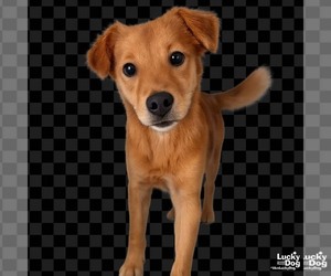 Golden Retriever-Unknown Mix Dogs for adoption in Washington, DC, USA
