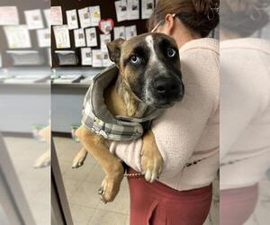 Gerberian Shepsky Dogs for adoption in Stockton, CA, USA