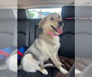 Huskies -Labrador Retriever Mix Dogs for adoption in Springdale, PA, USA