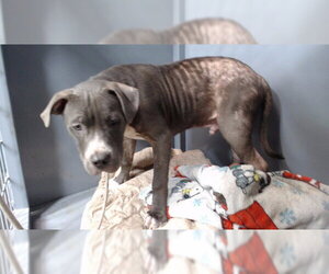 Mutt Dogs for adoption in Downey, CA, USA