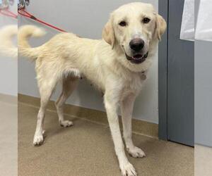Golden Retriever Dogs for adoption in Aurora, CO, USA