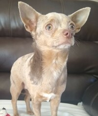 Small Chihuahua