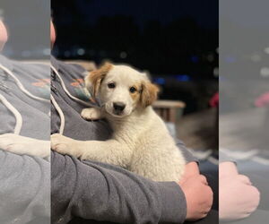 Retriever -Unknown Mix Dogs for adoption in Mobile, AL, USA
