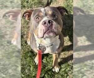 American Pit Bull Terrier-Unknown Mix Dogs for adoption in Center Township, PA, USA