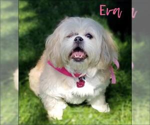 Lhasa Apso Dogs for adoption in Lockport, IL, USA