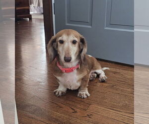 Medium Photo #2 Dachshund Puppy For Sale in Wheaton, IL, USA