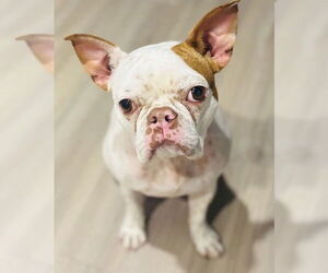Faux Frenchbo Bulldog Dogs for adoption in Omaha, NE, USA