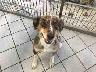 Australian Shepherd Dogs for adoption in Canfield, OH, USA