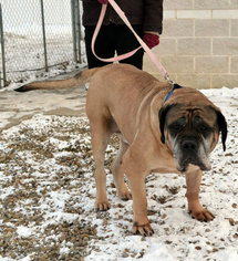 Mastiff Dogs for adoption in Akron, OH, USA