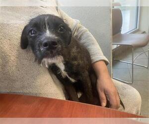 Mutt Dogs for adoption in San Antonio, TX, USA