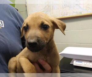 German Shepherd Dog-Unknown Mix Dogs for adoption in Tulsa, OK, USA