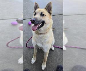 German Shepherd Dog Dogs for adoption in Sacramento, CA, USA