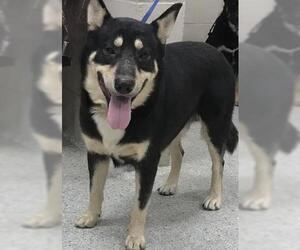 Labrador Retriever-Unknown Mix Dogs for adoption in Conroe, TX, USA