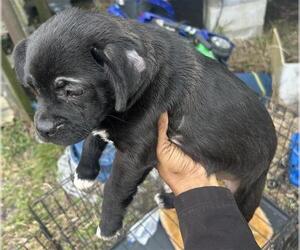 Pug-Unknown Mix Dogs for adoption in Houston, TX, USA